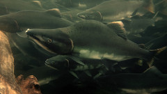 We Salmon People Want Our Fish Protected For Future Generations